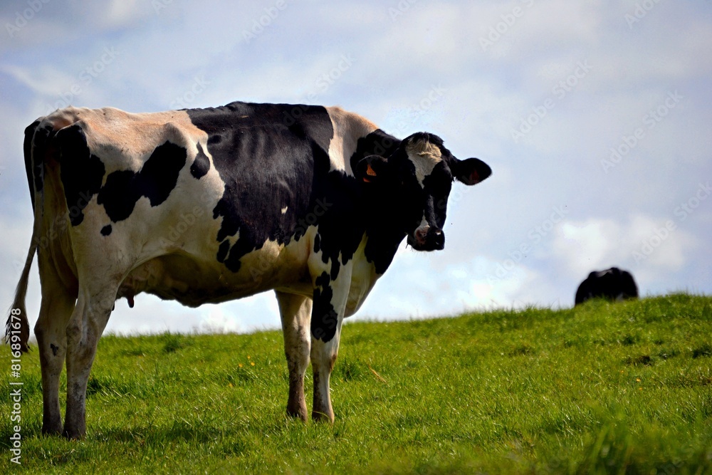 Une vache dans son environnement naturel Une vache dans son environnement naturel