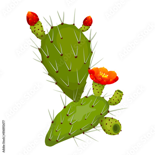 Prickly pear cactus with fruits, and flowers. Vector Background