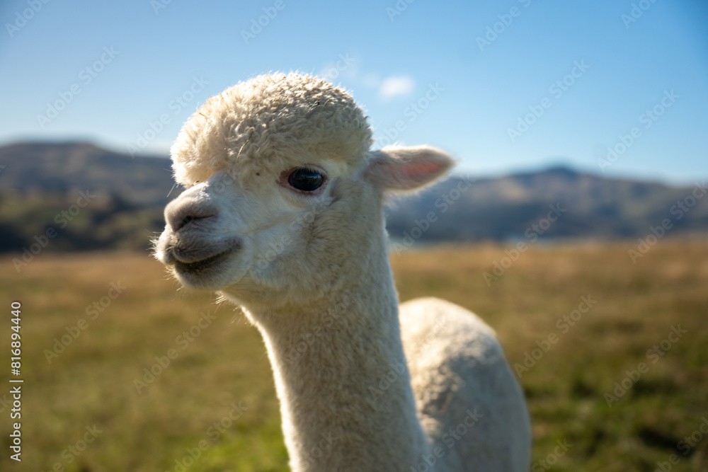 Obraz premium Selective focus and close up of a cute curly white alpaca standing on a farm with blurred mountains and blue sky in the background. Focusing on his white, clean face looking forward with pretty eyes.
