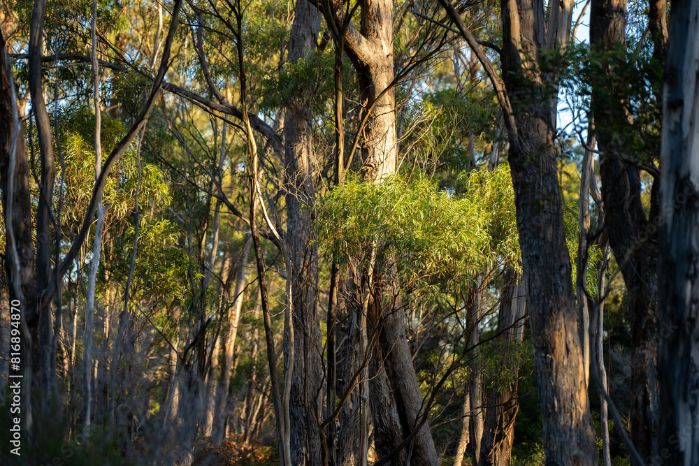 beautiful gum Trees and shrubs in the Australian bush forest. Gumtrees and native plants growing beautiful gum Trees and shrubs in the Australian bush forest. Gumtrees and native plants growing