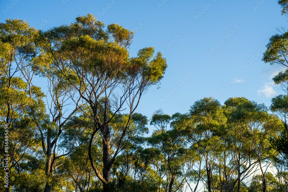 beautiful gum Trees and shrubs in the Australian bush forest. Gumtrees and native plants growing beautiful gum Trees and shrubs in the Australian bush forest. Gumtrees and native plants growing