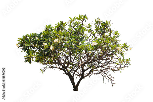 Green Tree Isolated On White Background, Tropical Tree Isolated Used For Design, Advertising And Architecture.