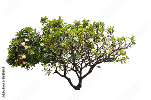 Green Tree Isolated On White Background, Tropical Tree Isolated Used For Design, Advertising And Architecture.