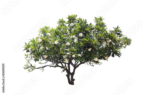 Green Tree Isolated On White Background, Tropical Tree Isolated Used For Design, Advertising And Architecture.
