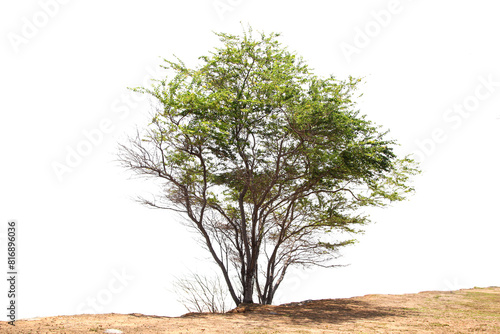 Green Tree Isolated On White Background, Tropical Tree Isolated Used For Design, Advertising And Architecture.