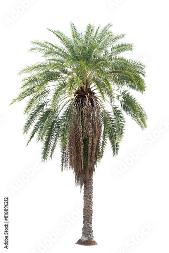 Palm Tree Isolated On White Background, Tropical Tree Isolated Used For Design, Advertising And Architecture.