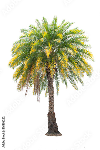 Palm Tree Isolated On White Background, Tropical Tree Isolated Used For Design, Advertising And Architecture.