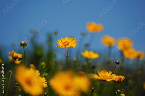 Yellow cosmos flowers on blue sky background. 