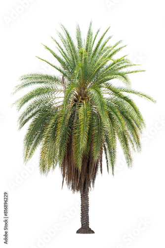 Palm Tree Isolated On White Background, Tropical Tree Isolated Used For Design, Advertising And Architecture.