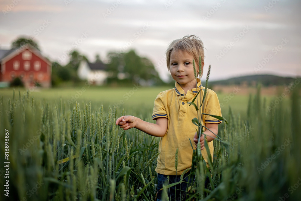 Cute toddler child, playing in a green field in Norway on sunset, happiness Cute toddler child, playing in a green field in Norway on sunset, happiness