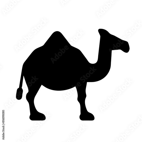 camel in the desert