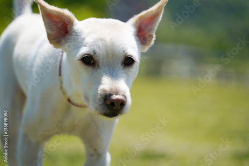 White dog portrait on the green meadow, shallow depth of field