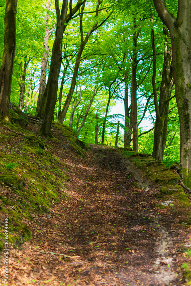 Naklejka premium path in the forest