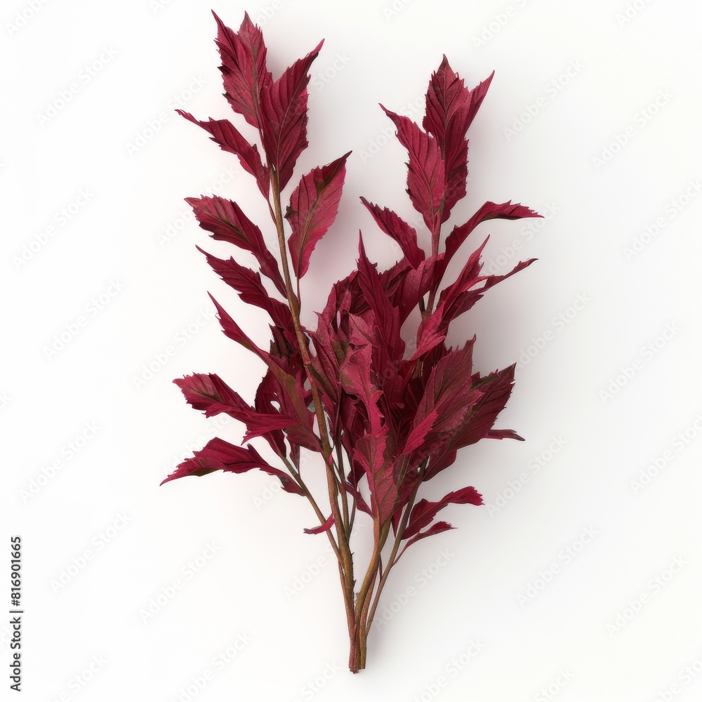 Multiple red leaves tightly grouped on a clean white surface Multiple red leaves tightly grouped on a clean white surface