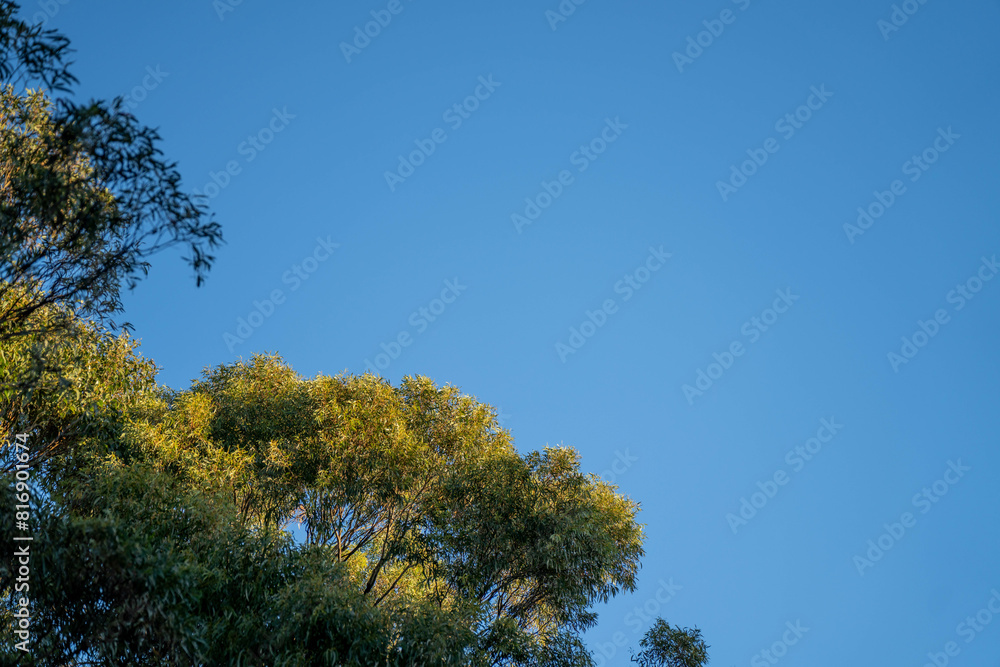 beautiful gum Trees and shrubs in the Australian bush forest. Gumtrees and native plants growing beautiful gum Trees and shrubs in the Australian bush forest. Gumtrees and native plants growing