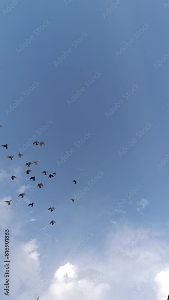 Flock of birds flying in clear and blue sky. symbol of freedom
Flock of birds flying in clear and blue sky. symbol of freedom