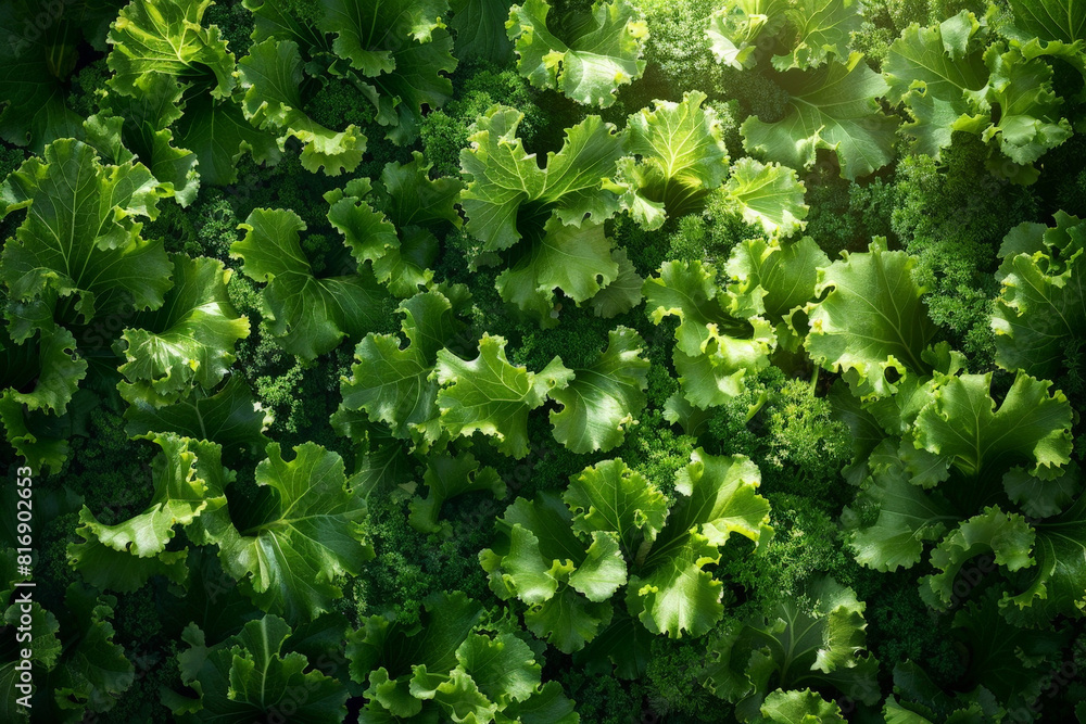 A detailed view of a single green leafy vegetable, showcasing its vibrant color and intricate texture up close A detailed view of a single green leafy vegetable, showcasing its vibrant color and intricate texture up close