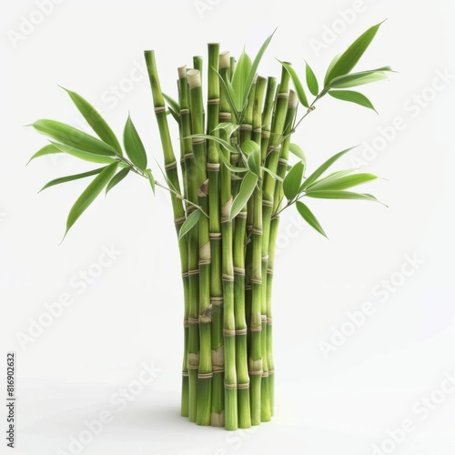 Collection of bamboo stems arranged in a vase against a white background