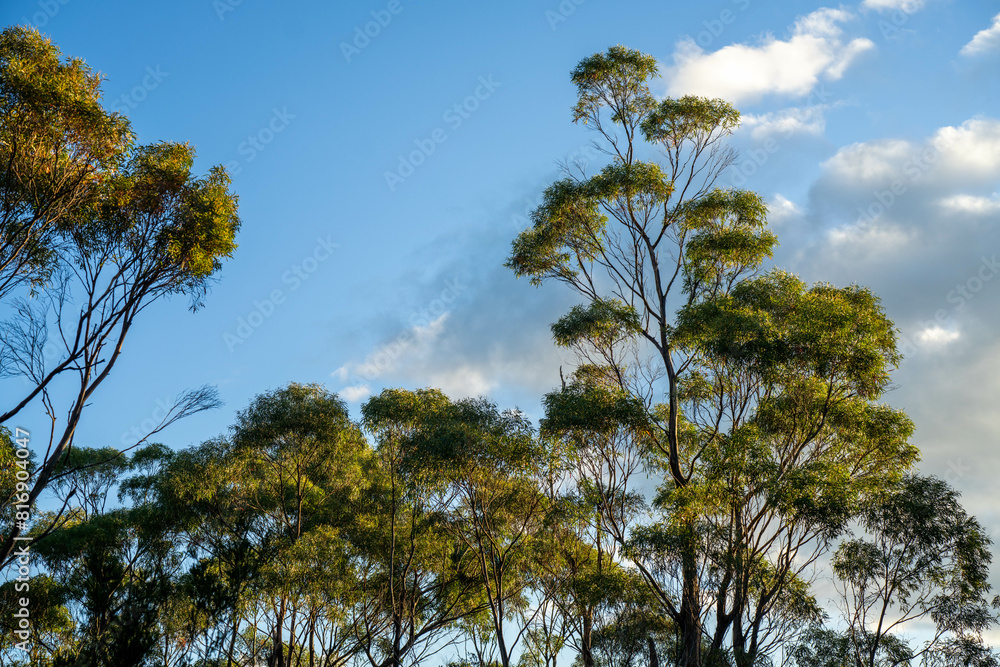 beautiful gum Trees and shrubs in the Australian bush forest. Gumtrees and native plants growing beautiful gum Trees and shrubs in the Australian bush forest. Gumtrees and native plants growing