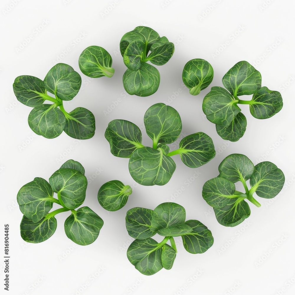 Group of green leaves arranged in a circle on a white backdrop Group of green leaves arranged in a circle on a white backdrop