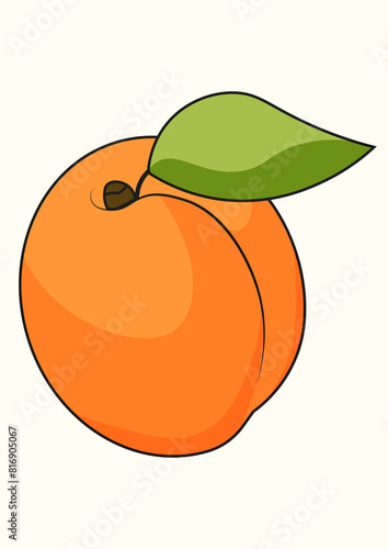 Apricot vector image. Fruit orange. Premium