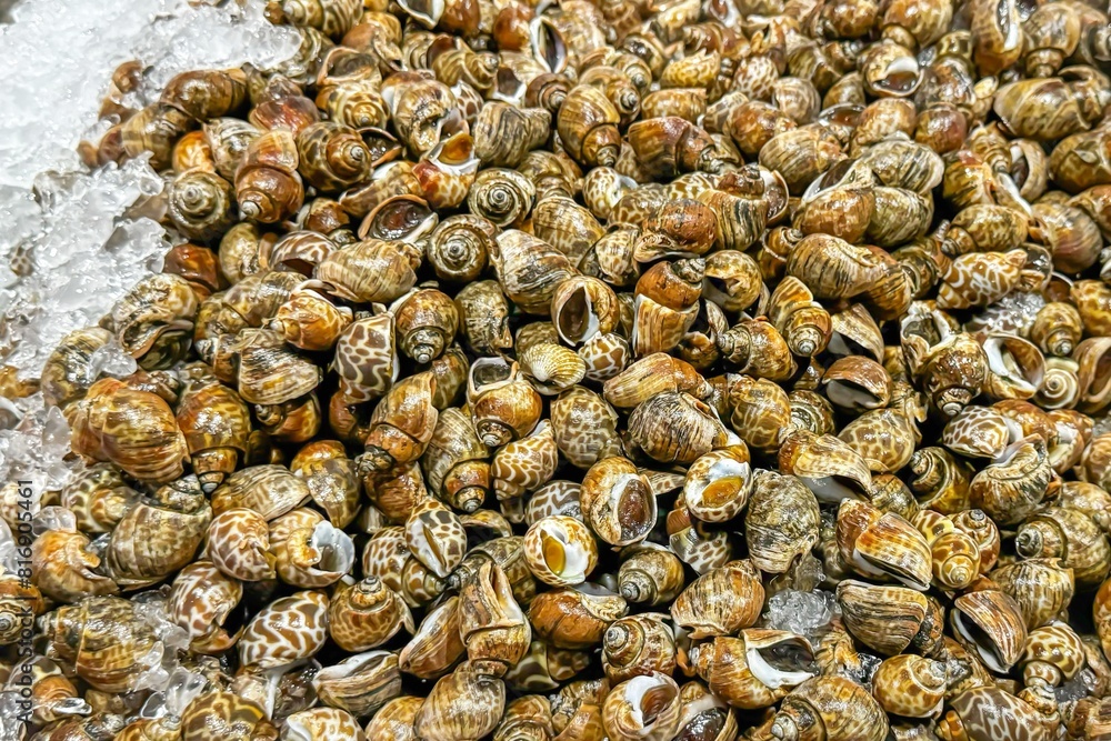 Fish market displays fresh sea snails on ice, highlighting variety of nutritious seafood available. Concept of healthy eating. Emphasizes health benefits and freshness of ocean delicacies Fish market displays fresh sea snails on ice, highlighting variety of nutritious seafood available. Concept of healthy eating. Emphasizes health benefits and freshness of ocean delicacies