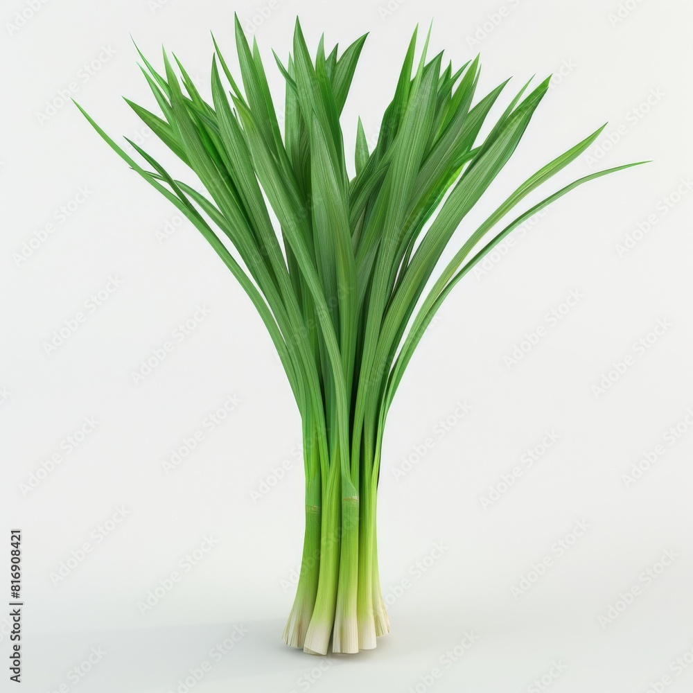 Bunch of green onions neatly arranged on a plain white background Bunch of green onions neatly arranged on a plain white background