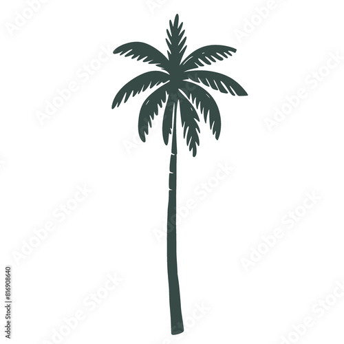 Palm tree