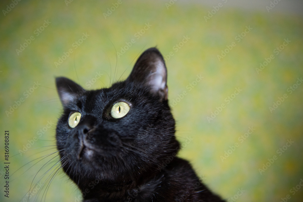 Porträt einer schwarzen Europäisch Kurzhaar Katze Porträt einer schwarzen Europäisch Kurzhaar Katze