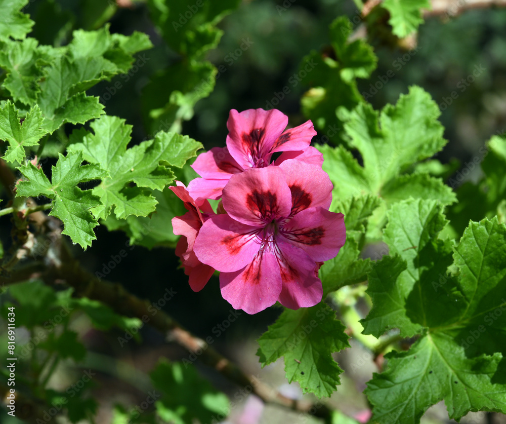 Fototapeta premium Unique-Pelargonium