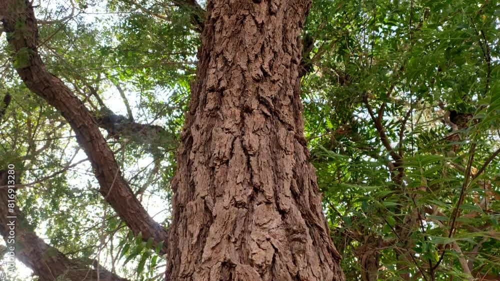 Prosopis Cineraria (Khejari) tree trunk, close up and low angle view Prosopis Cineraria (Khejari) tree trunk, close up and low angle view