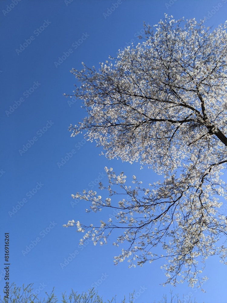 snowy tree in winter