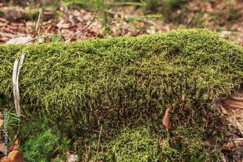 Forest - Europe, Romania, Suceava region, Marginea