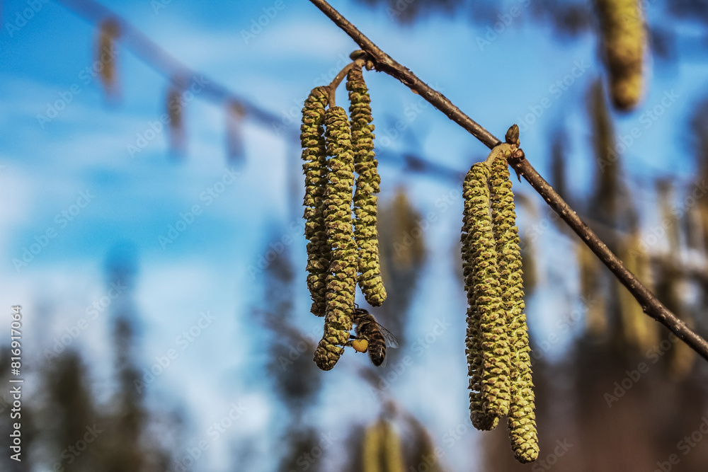Forest - Europe, Romania, Suceava region, Marginea