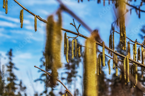Wallpaper Mural Forest - Europe, Romania, Suceava region, Marginea Torontodigital.ca
