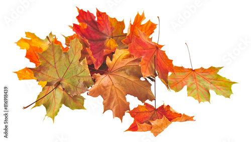 Collection of autumn maple leaves isolated on transparent background  PNG