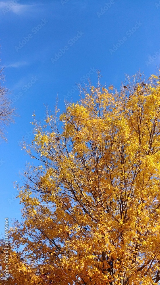 Fototapeta premium autumn leaves in the sky