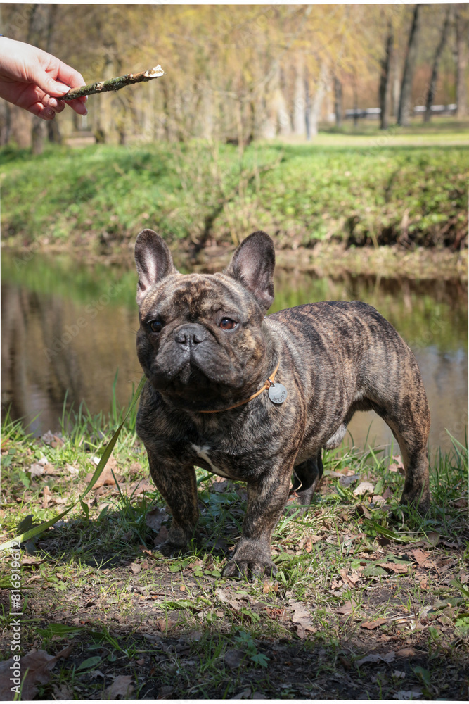 Cute French Bulldog on a walk 