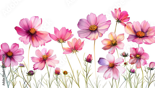 Delicate Watercolor Painting of Pink and Purple Cosmos Flowers on White Background