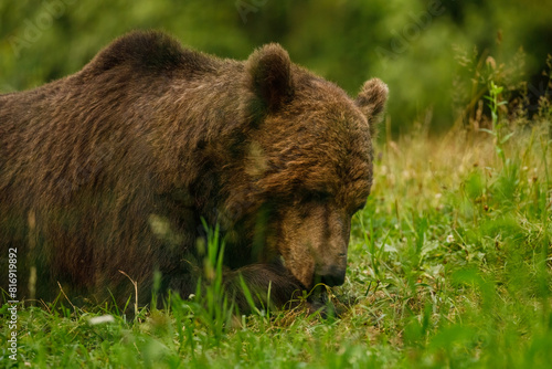 Wallpaper Mural The European brown bear in the wild Torontodigital.ca