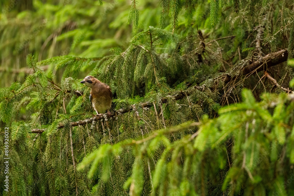 Fototapeta premium A jay in the wild