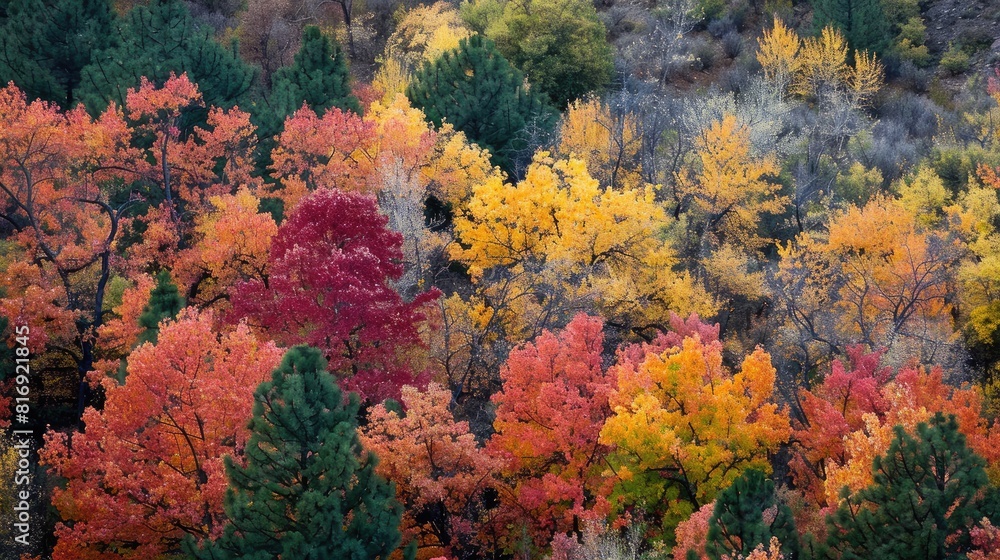 Colorful trees and leaves in autumn landscapes Colorful trees and leaves in autumn landscapes