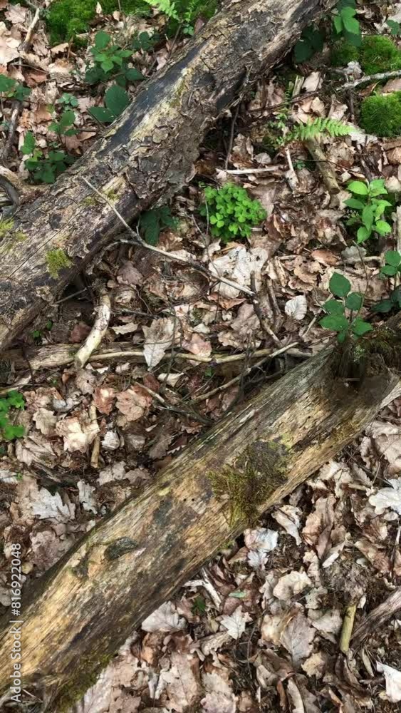 Old rotten tree trunks on the forest ground, vertical video Old rotten tree trunks on the forest ground, vertical video