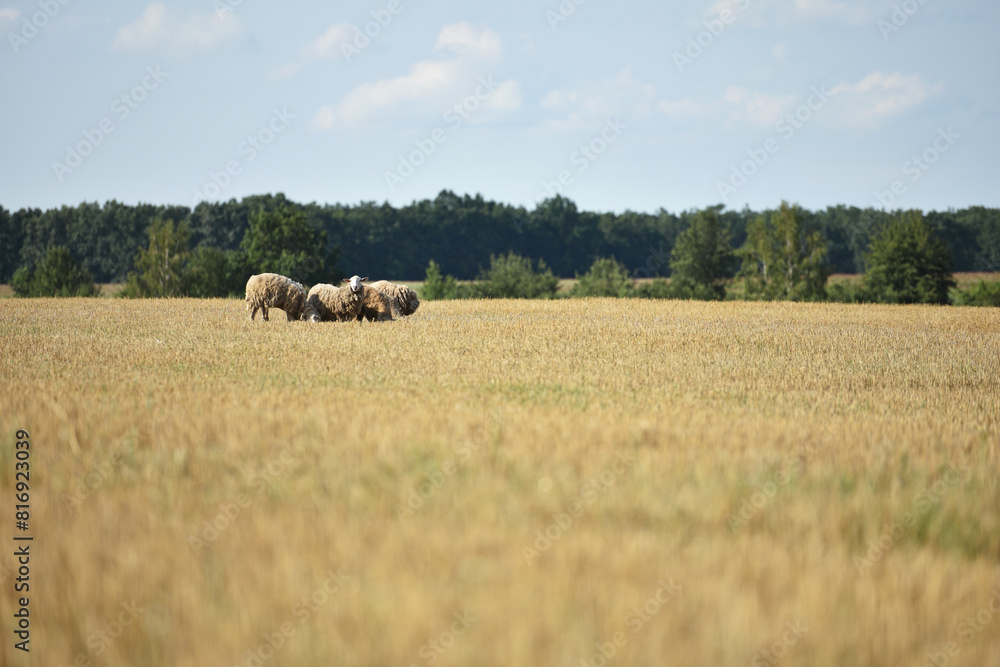 Fototapeta premium sheep in the pasture. home animal. the sheep is grazing in the meadow. livestock farm. sheep in the field, animal for wool. Cute baby sheep over dry grass field, farm animal