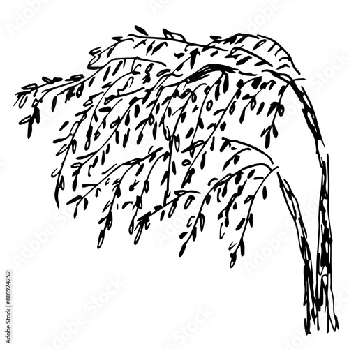 Nature and vegetation. Weeping willow, deciduous tree, hanging branches. Simple black outline vector drawing. Sketch in ink.