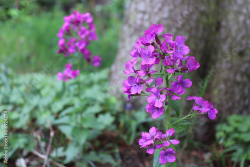 Beautiful spring flower with bright pink - purple flowers Lunaria annua on wood background. Flat lay, top view.Empty space for your text.