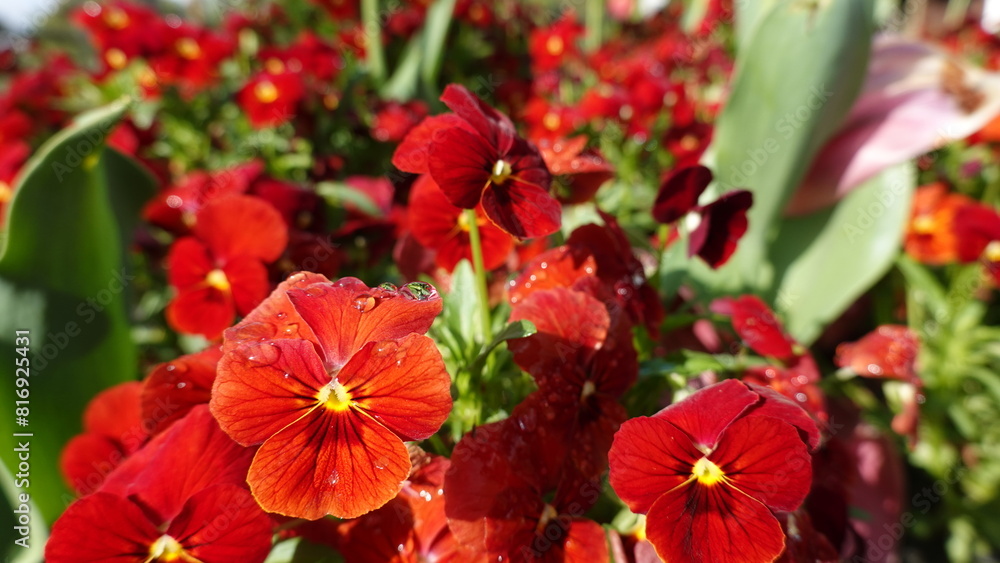 Fototapeta premium 雨後の花