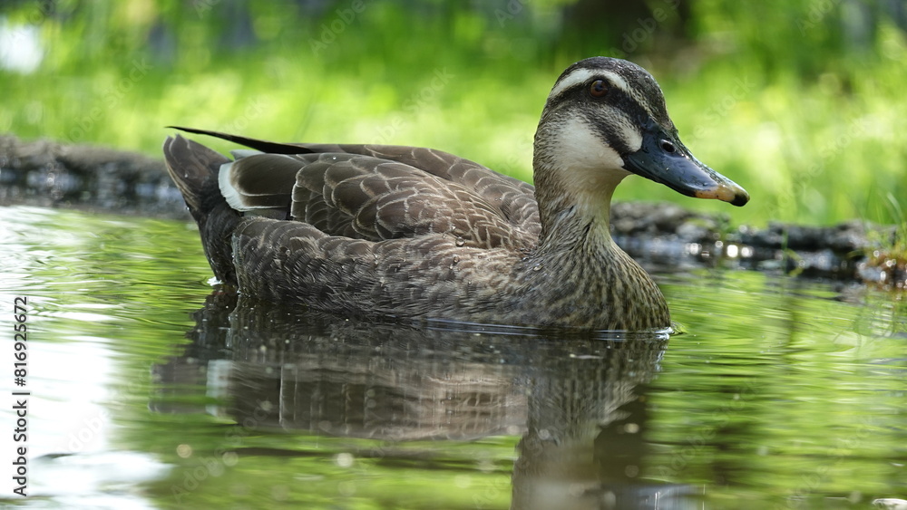 Obraz premium カモ