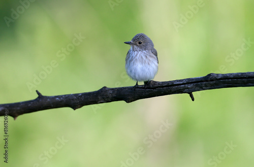 An adult spotted flycatcher (Muscicapa striata) shot close up on a thin branch in soft morning light against a beautiful blurred background © VOLODYMYR KUCHERENKO