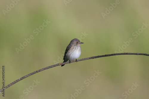 An adult spotted flycatcher (Muscicapa striata) shot close up on a thin branch in soft morning light against a beautiful blurred background